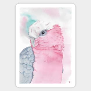 galah cockatoo pink watercolor portrait Sticker